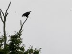 An eagle spotted at Eagle`s Landing